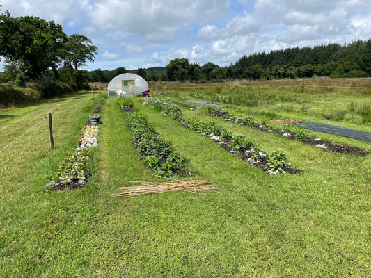 An Introduction to No-Dig Gardening