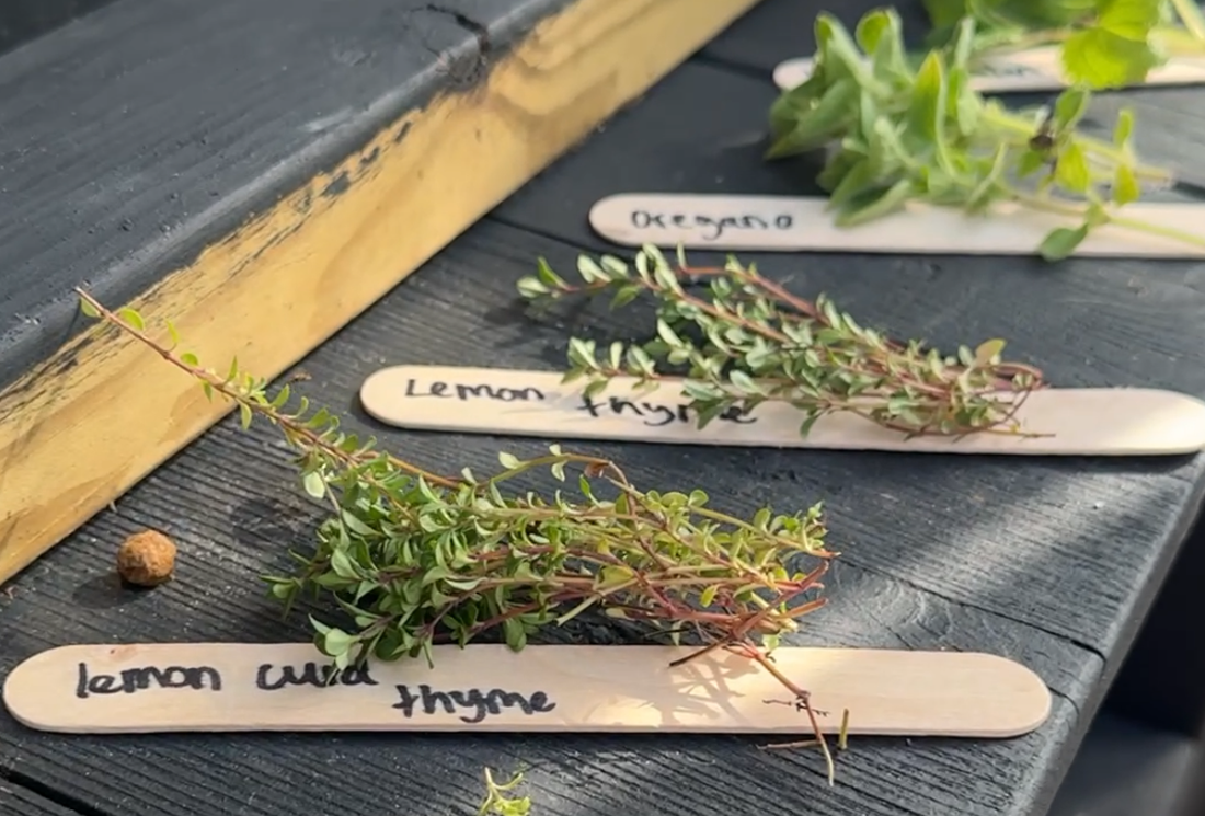 How to Grow Herbs