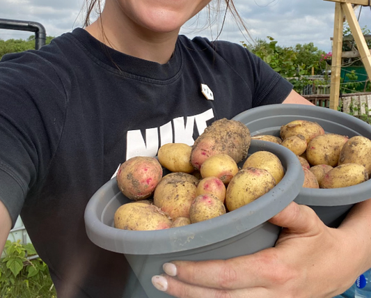 How to Grow Potatoes