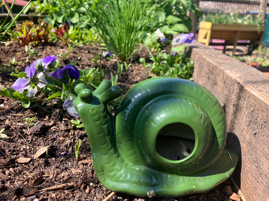 How to Manage Slugs in the Garden
