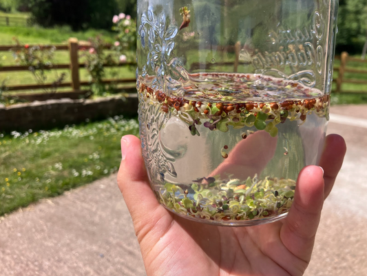 How to Grow Sprouting Seeds