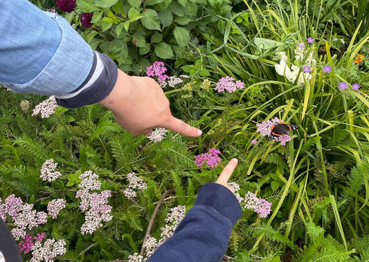 How to Make a Wildlife-Friendly Garden