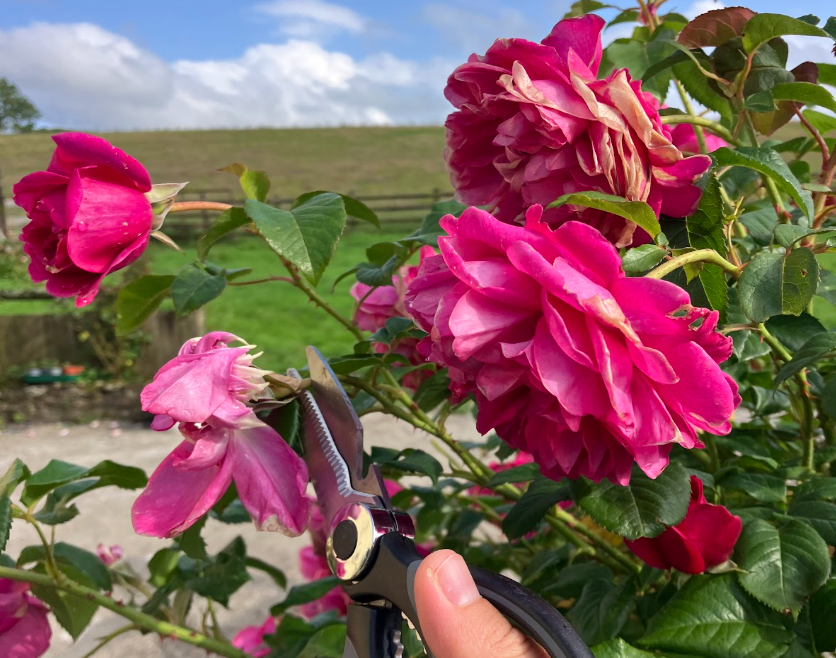 What is Deadheading and Why Does it Matter?