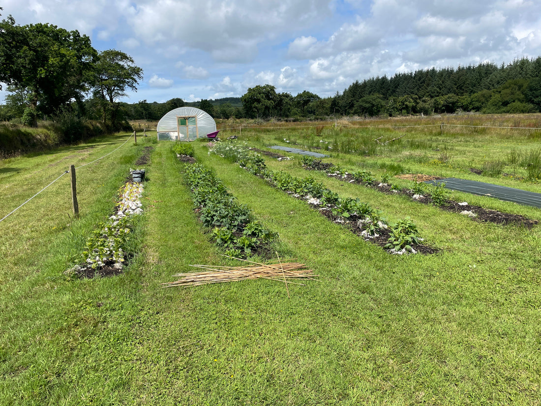 An Introduction to No-Dig Gardening