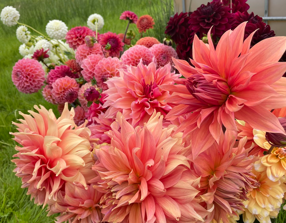 How to Grow Dahlias