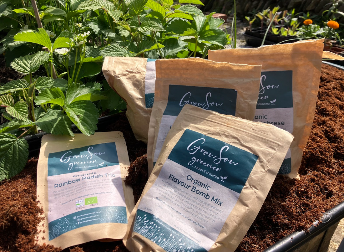 How to Grow Microgreens