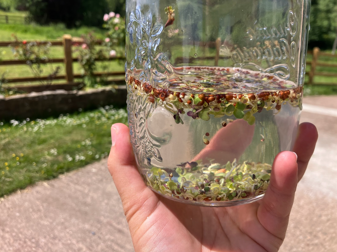 How to Grow Sprouting Seeds
